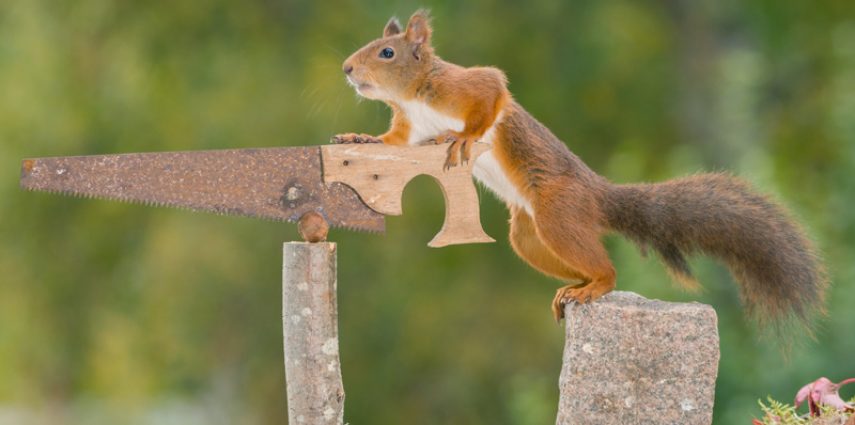 feste Zähne an einem Tag Eichhörnchen mit Säge