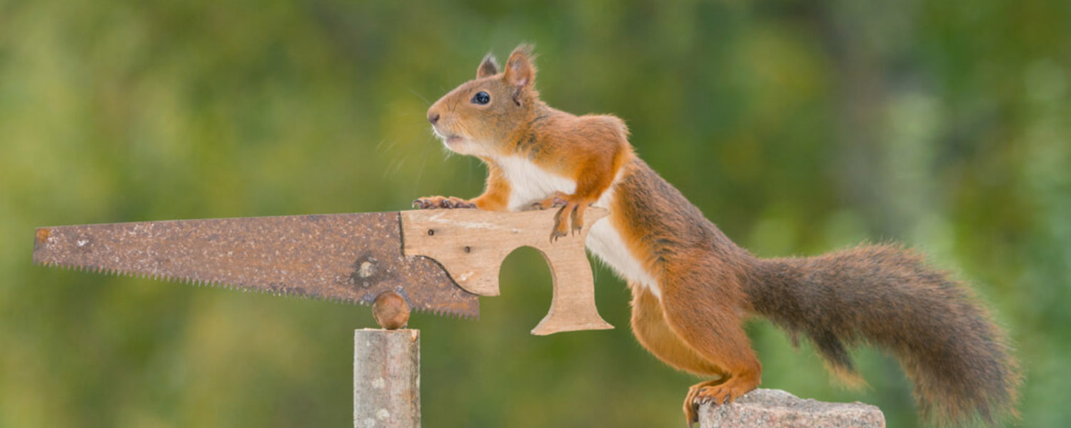 Eichhörnchen - Private Zahnarztpraxis Konstanz