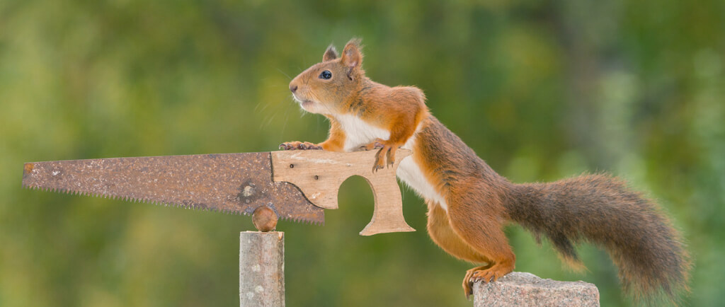 Eichhörnchen - Private Zahnarztpraxis Konstanz